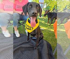 Doberman Pinscher-Weimaraner Mix Dogs for adoption in Aurora, OH, USA