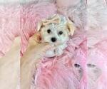 Puppy Puppy 2 Maltese