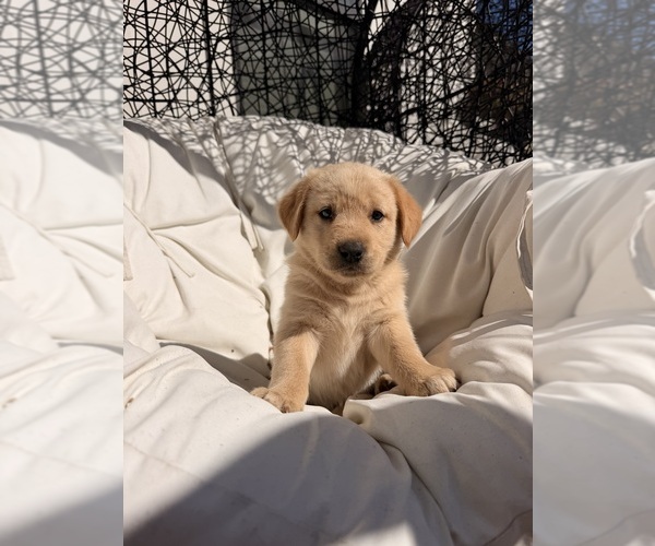Medium Photo #7 Goberian-Labrador Retriever Mix Puppy For Sale in LA CENTER, WA, USA