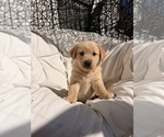 Litter of 8 - Male(s) and Female(s) Goberian-Labrador Retriever MixLitter of Puppies for Sale - Photo #7