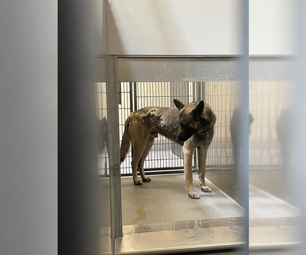 Medium Photo #1 German Shepherd Dog-Unknown Mix Puppy For Sale in Modesto, CA, USA