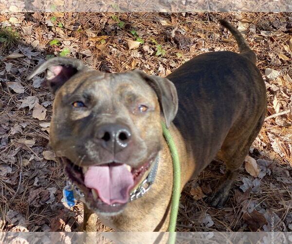 Medium Photo #10 Mutt Puppy For Sale in Virginia Beach, VA, USA