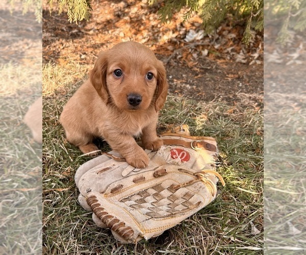 Medium Photo #4 Dachshund Puppy For Sale in MIDDLEBURY, IN, USA
