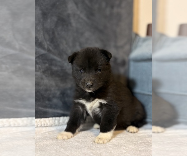 Medium Photo #2 Siberian Husky Puppy For Sale in HEMET, CA, USA