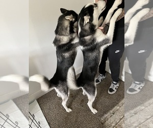 Siberian Husky Puppy for sale in PEEBLES, OH, USA