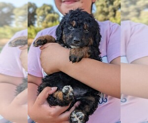 Medium Miniature Bernedoodle