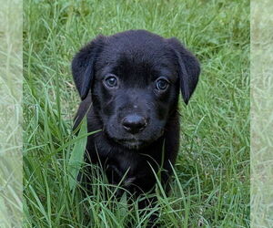 Golden Retriever-Unknown Mix Dogs for adoption in Vail, AZ, USA