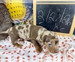 Small #23 Dachshund