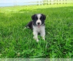 Small #9 Border Collie