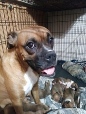 Mother of the Boxer puppies born on 04/14/2017