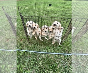 Golden Retriever Litter for sale in CONCORD, VA, USA