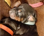 Small Photo #3 Doberman Pinscher Puppy For Sale in RIVERSIDE, CA, USA