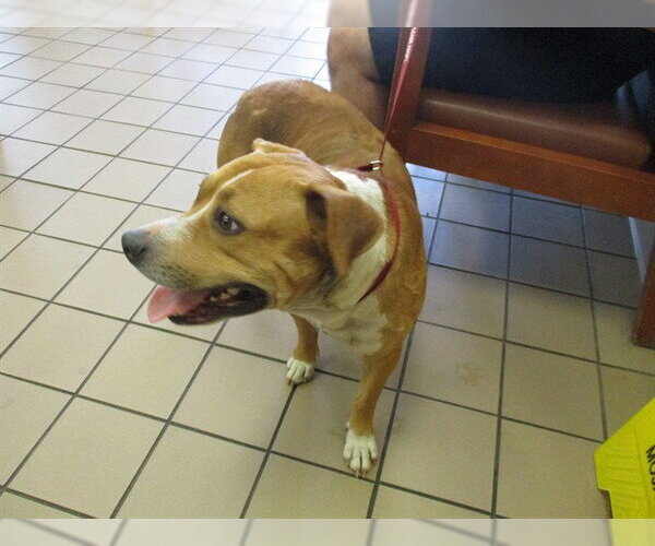 Medium Photo #1 American Staffordshire Terrier Puppy For Sale in Ocala, FL, USA