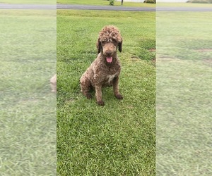 Mother of the Labradoodle puppies born on 04/26/2024