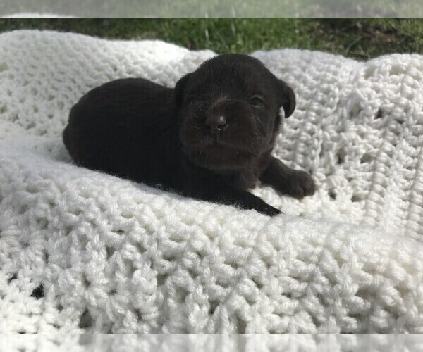 Medium Photo #2 Schnauzer (Miniature) Puppy For Sale in NIANGUA, MO, USA