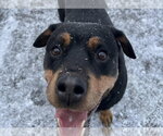 Small Photo #6 Rottweiler-Unknown Mix Puppy For Sale in Princeton, MN, USA