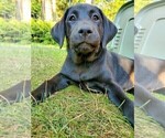 Puppy Mavis Labrador Retriever