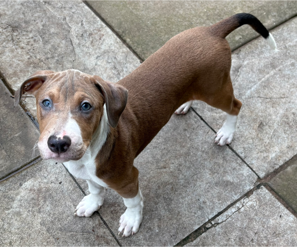 Medium Photo #16 Great Dane-Unknown Mix Puppy For Sale in Holly Springs, NC, USA