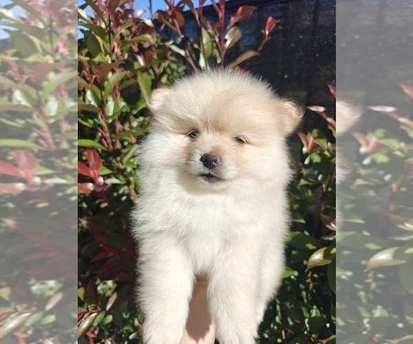 Medium Photo #1 Pomeranian Puppy For Sale in ROSEVILLE, CA, USA