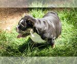 Small Photo #3 English Bulldog Puppy For Sale in CARY, NC, USA