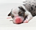 Small #5 Miniature Australian Shepherd