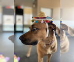 Small #1 Black Mouth Cur