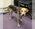 Small German Shepherd Dog-Treeing Walker Coonhound Mix