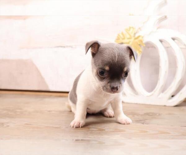 Medium Photo #14 Chihuahua Puppy For Sale in WINTER PARK, FL, USA