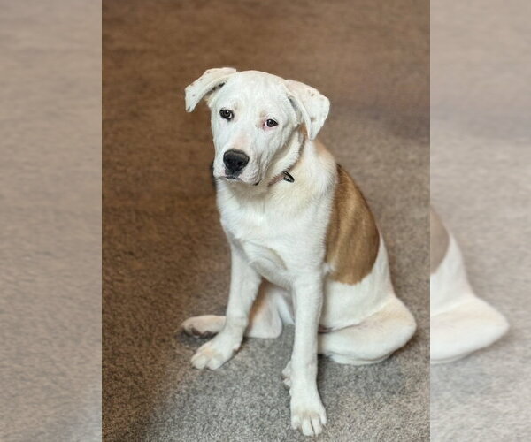 Medium Photo #3 Labrador Retriever-Unknown Mix Puppy For Sale in Omaha, NE, USA