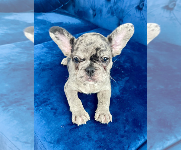 Medium Photo #51 French Bulldog Puppy For Sale in SCREVEN, GA, USA