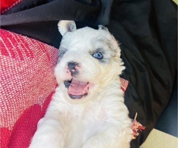 Medium Photo #13 Sheepadoodle Puppy For Sale in HUNTINGTON BEACH, CA, USA