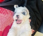 Small #12 Sheepadoodle
