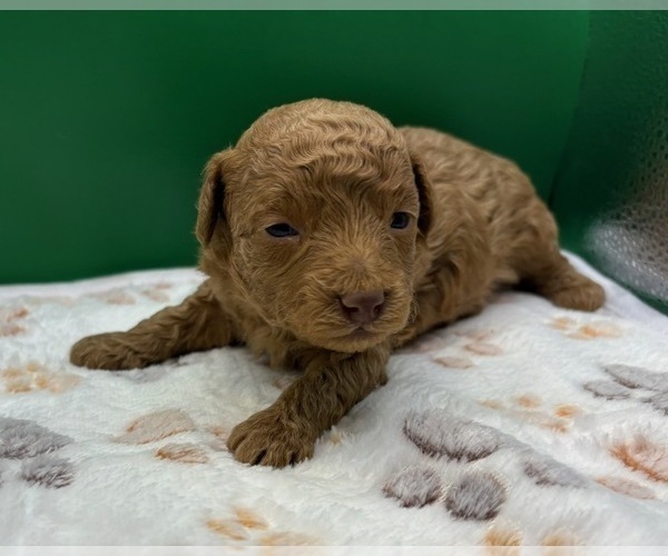 Medium Photo #2 Poodle (Miniature) Puppy For Sale in BLUE MOUND, TX, USA
