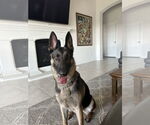Small #3 German Shepherd Dog Mix