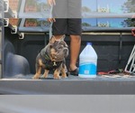 Small #1 French Bulldog