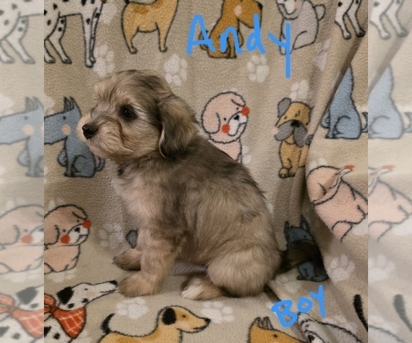 Medium Photo #6 Chizer Puppy For Sale in MONTEZUMA, GA, USA