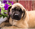 Small Photo #1 Mastiff Puppy For Sale in WAKARUSA, IN, USA