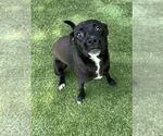 Small #1 Labrador Retriever Mix