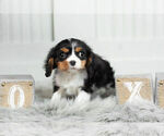 Small Photo #20 Cavalier King Charles Spaniel Puppy For Sale in WARSAW, IN, USA