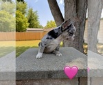Small French Bulldog