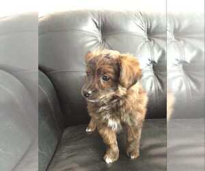 Aussiedoodle-Chihuahua Mix Puppy for sale in FORT COLLINS, CO, USA