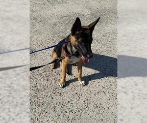 Mutt Dogs for adoption in Houston, TX, USA