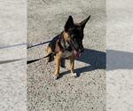 Small Mutt