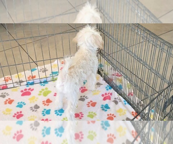 Medium Photo #3 Maltipoo (Toy) Puppy For Sale in ORO VALLEY, AZ, USA