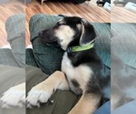 Small Photo #22 Beagle-Siberian Husky Mix Puppy For Sale in SPRINGFIELD, OR, USA