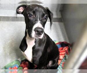 Greyhound-Pointer Mix Dogs for adoption in Orange, CA, USA
