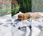 Puppy 3 Cavapoo mix (+ Poodle Miniature)