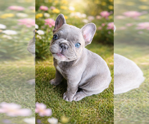 Medium French Bulldog