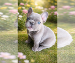Puppy Puppy 2 Dior French Bulldog