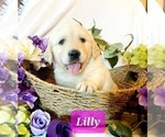 Small Photo #1 Golden Retriever Puppy For Sale in MARSHFIELD, MO, USA